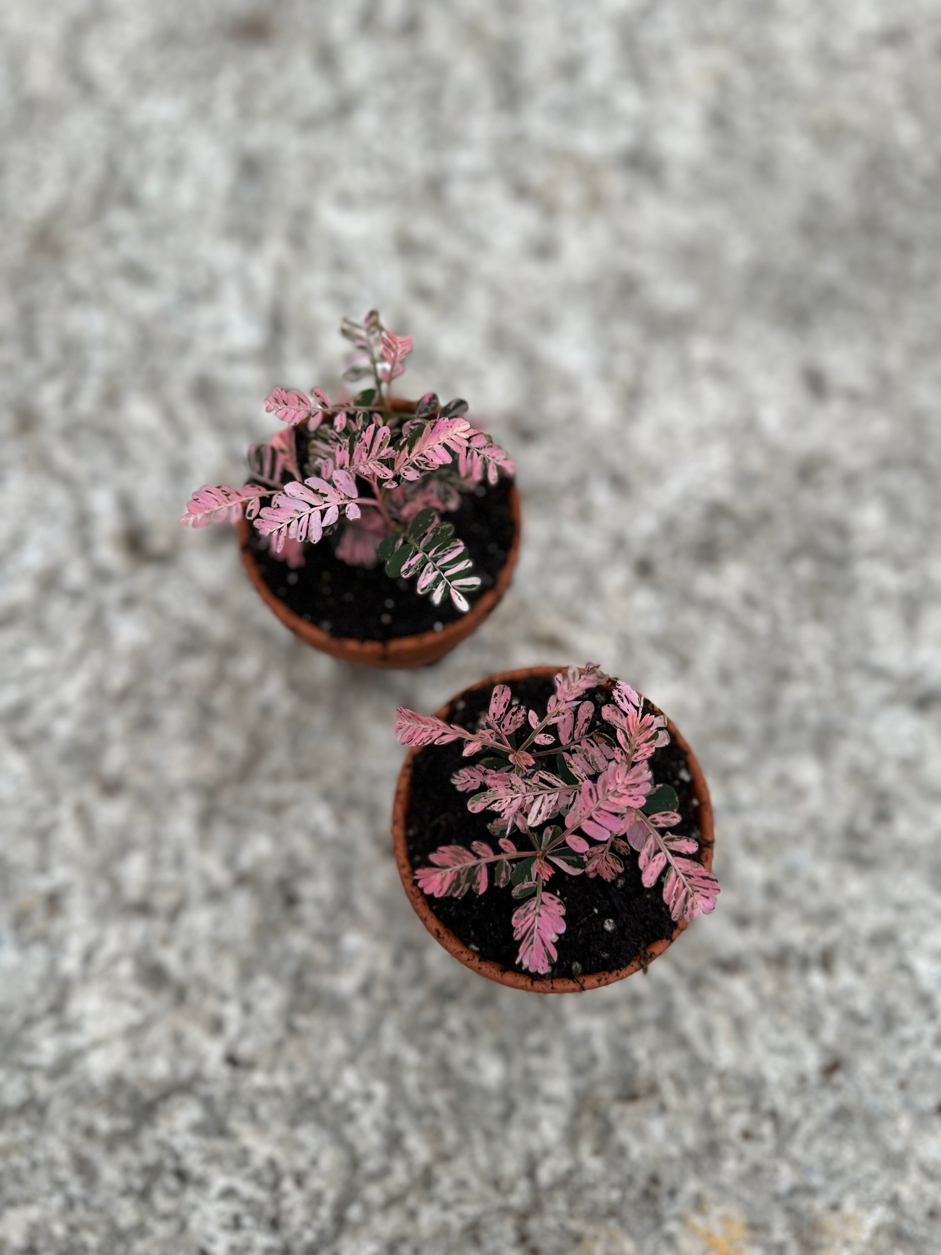 Phyllanthus Urinaria compacta variegata