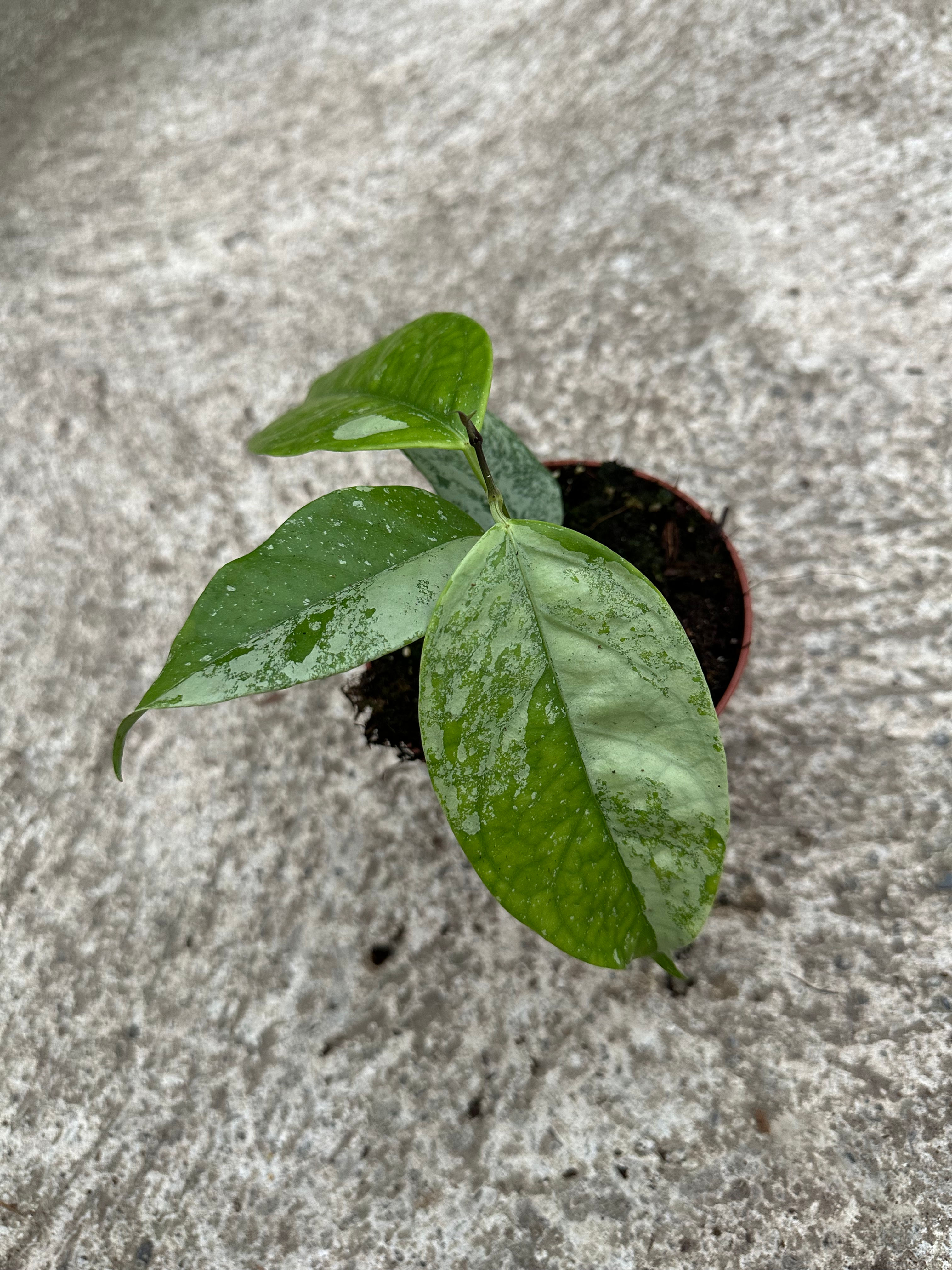 Hoya Coriacea silver