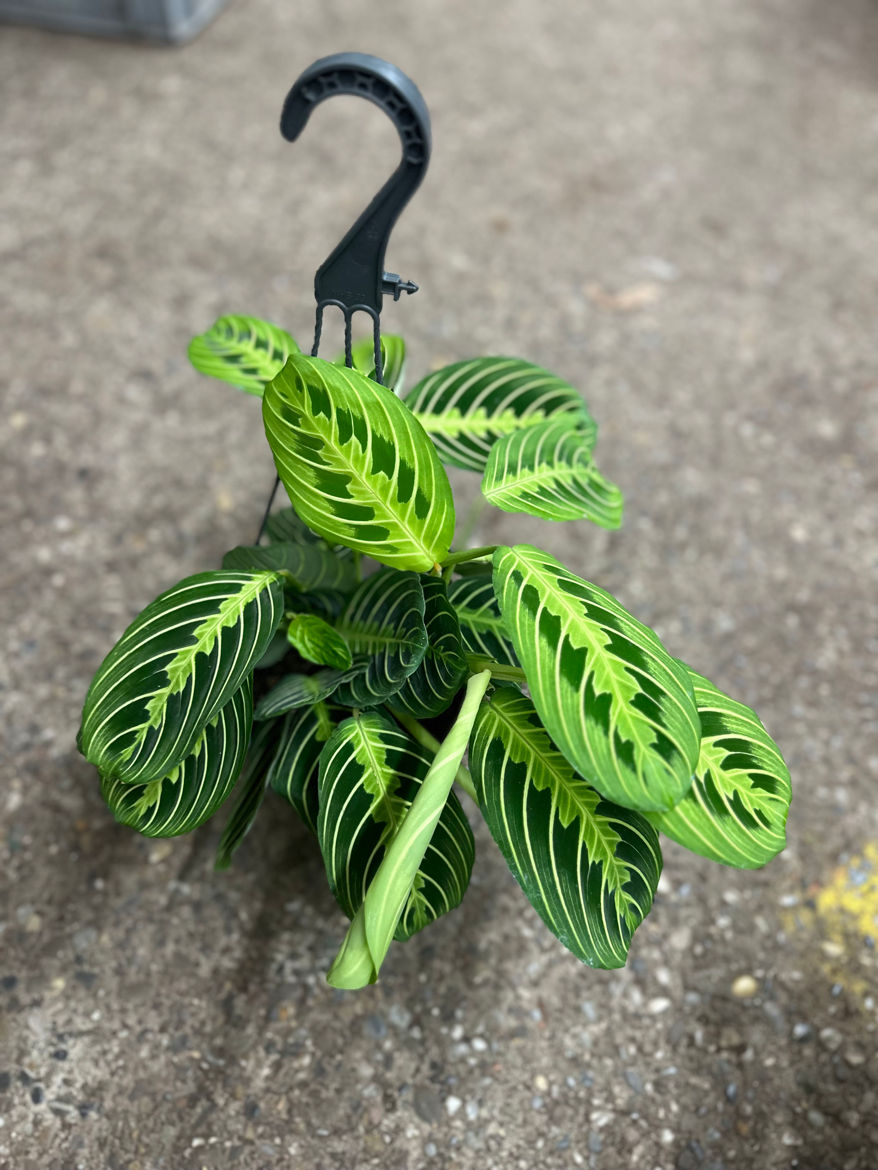 Maranta Leuconeura Lemon Lime