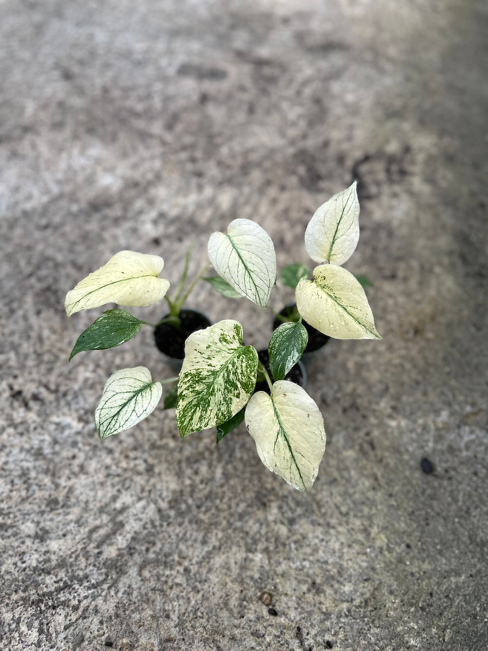 Monstera Deliciosa Mint