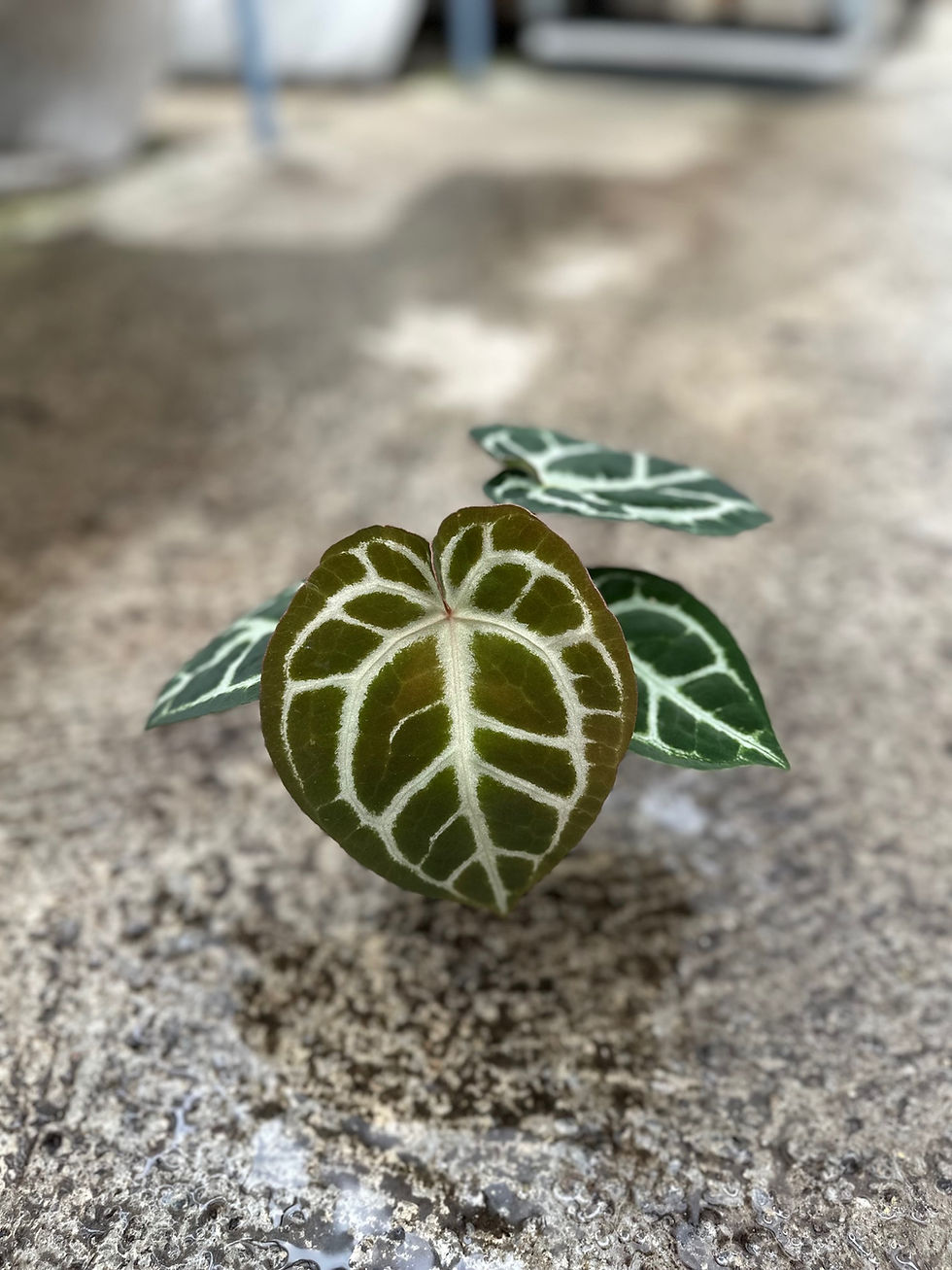 Miniaturbild: Anthurium Zara x Michelle F2 x Silverblush