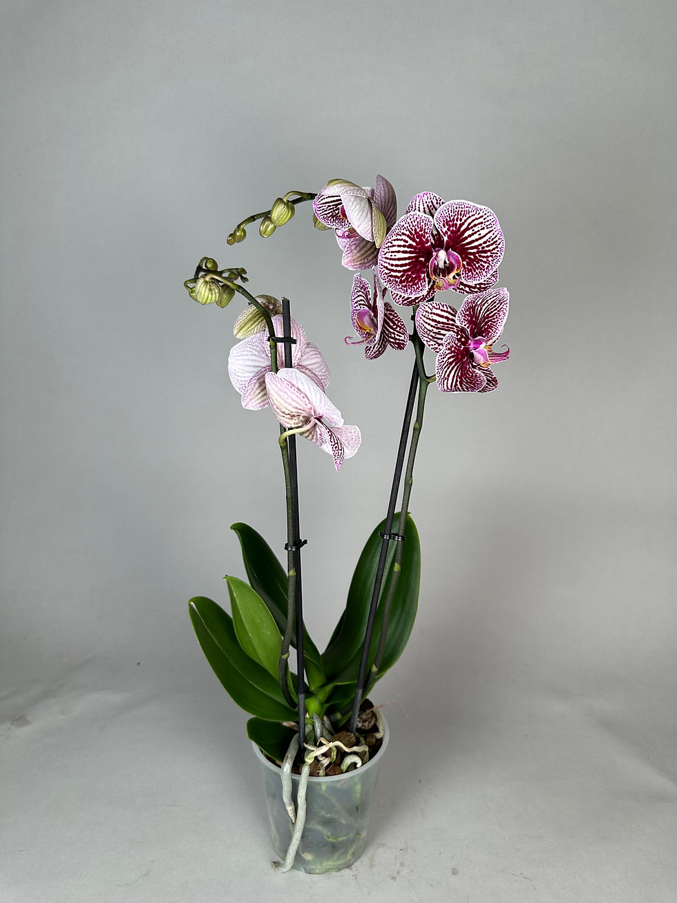 Miniaturbild: Phalaenopsis Color Mix