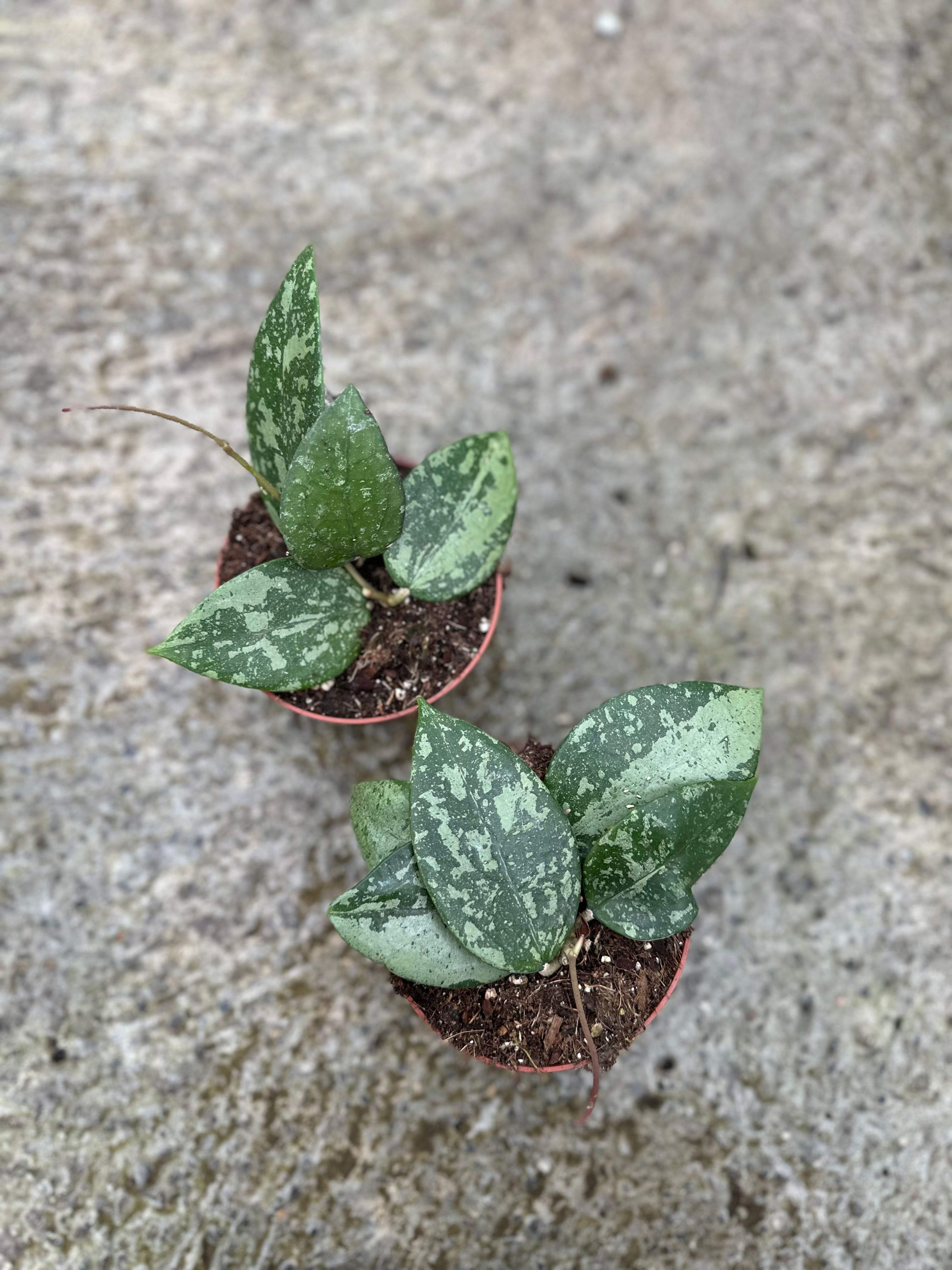 Hoya Verticillata Nganjuk splash