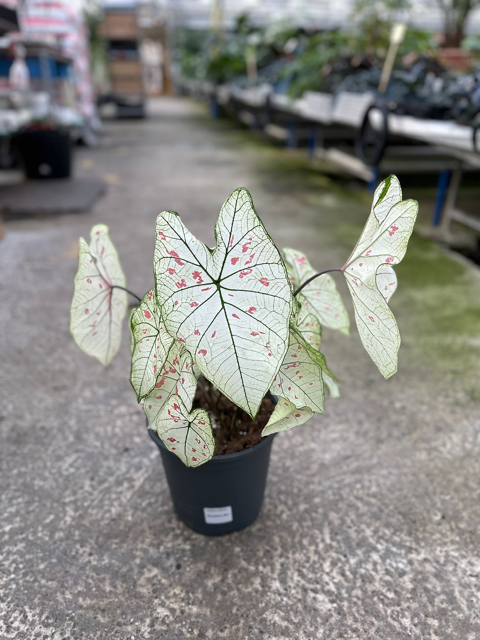 Miniaturbild: Caladium Strawberry Star