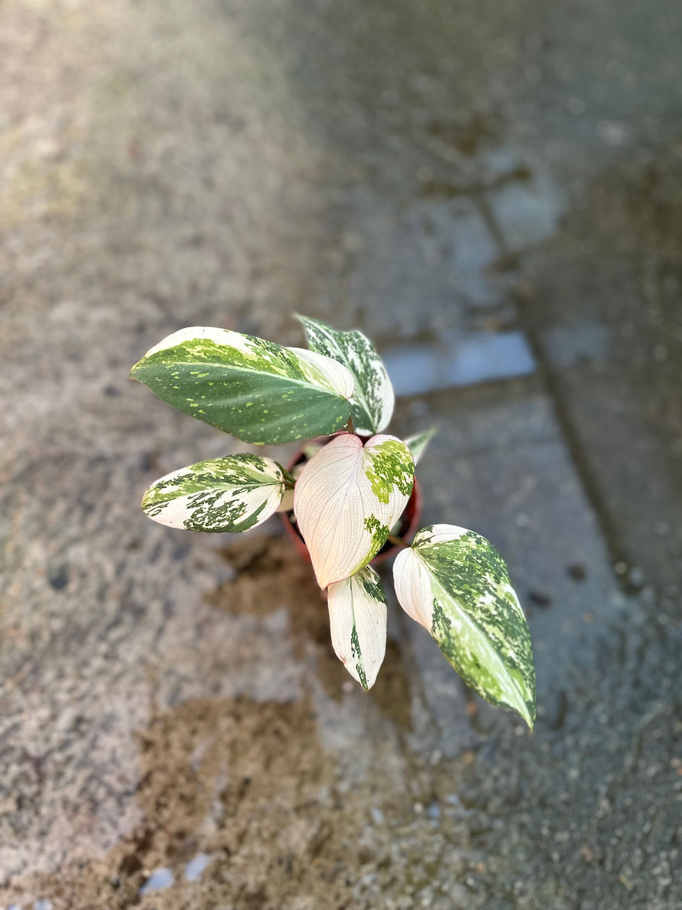 Philodendron Gloriosum Tricolor variegated