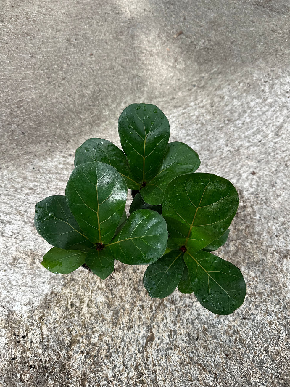 Miniaturbild: Ficus Lyrata