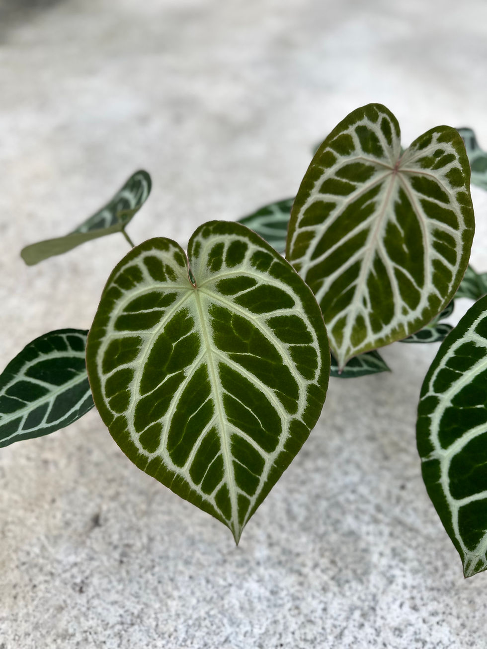 Miniaturbild: Anthurium Ahmar San