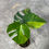 Miniaturbild: Monstera Aurea