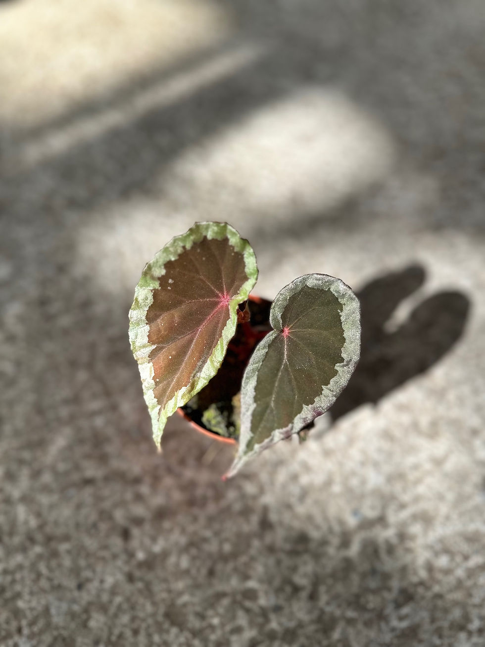 Miniaturbild: Begonia Baramensis