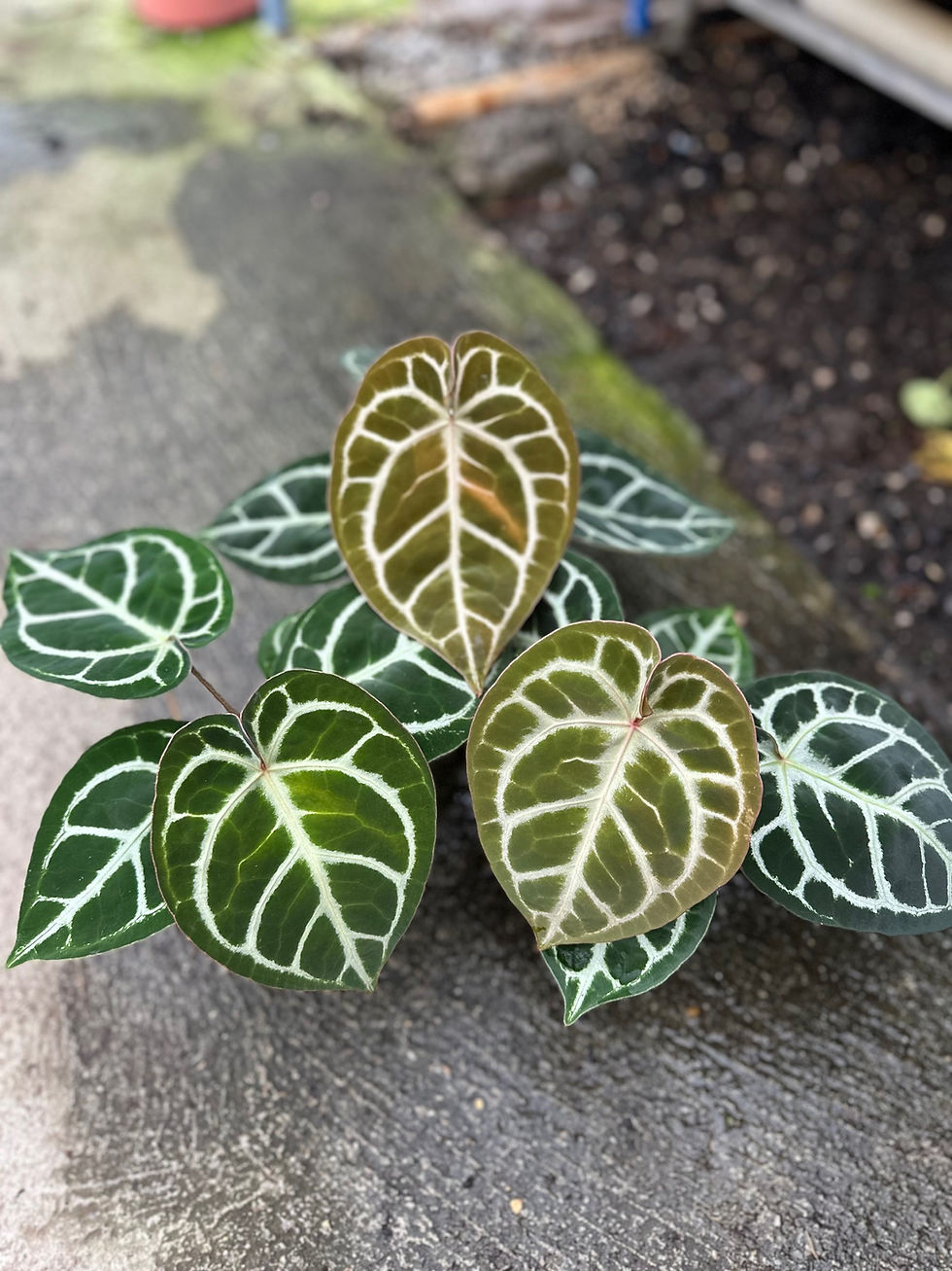 Anthurium Zara x Michelle F2 x Silverblush