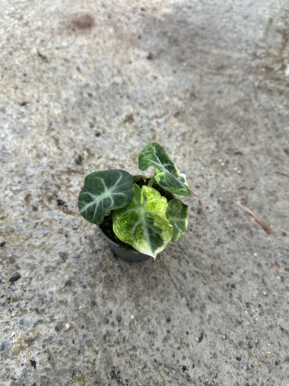 Alocasia Ninja variegata