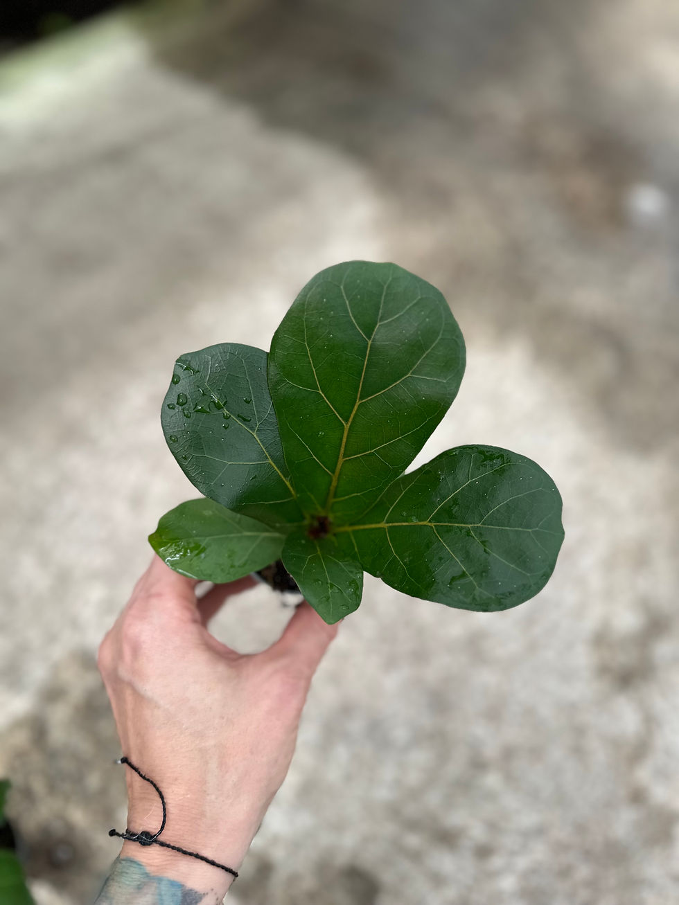 Miniaturbild: Ficus Lyrata