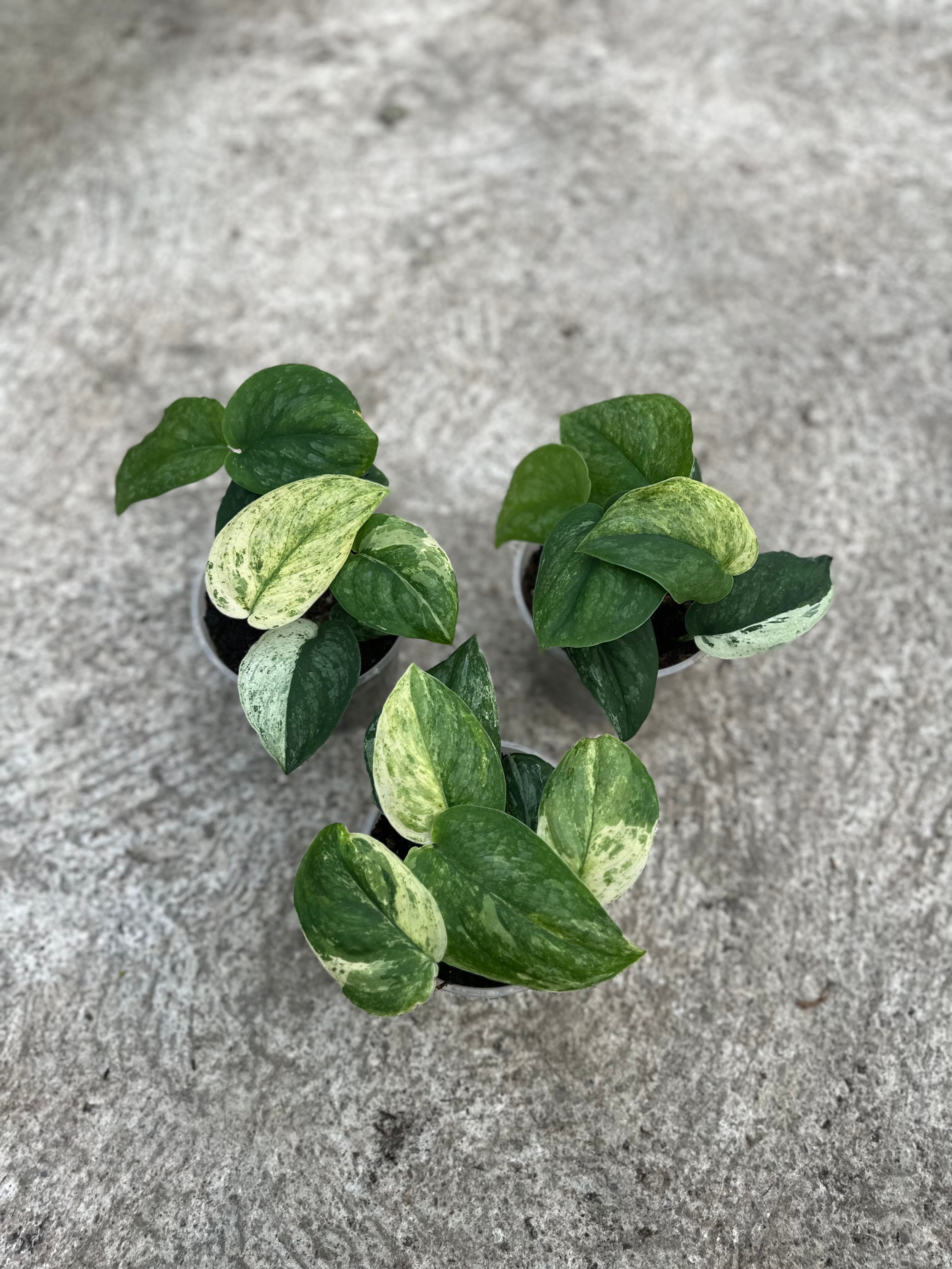 Scindapsus Halimun Salaka