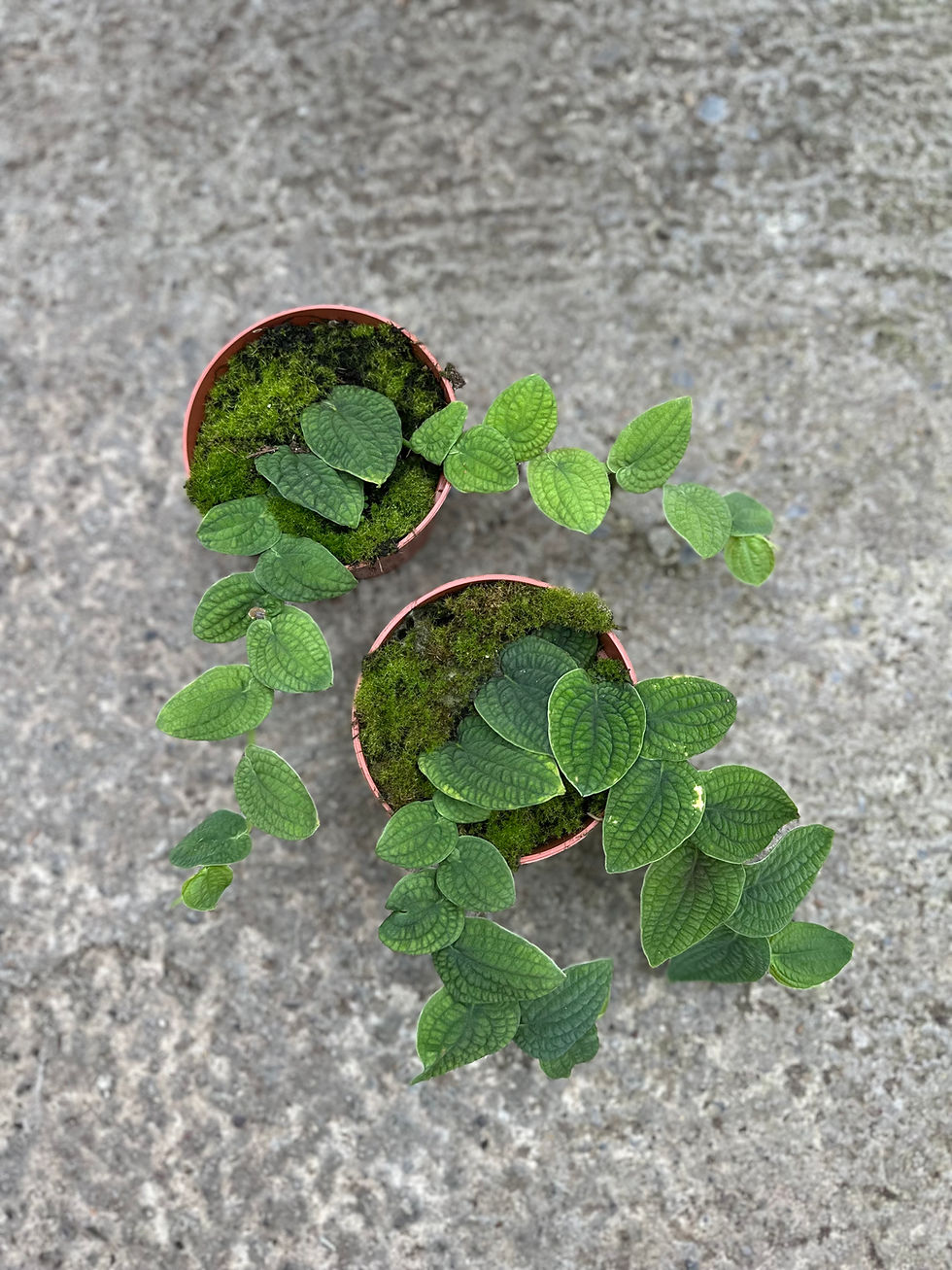 Rhaphidophora Tenuis silver