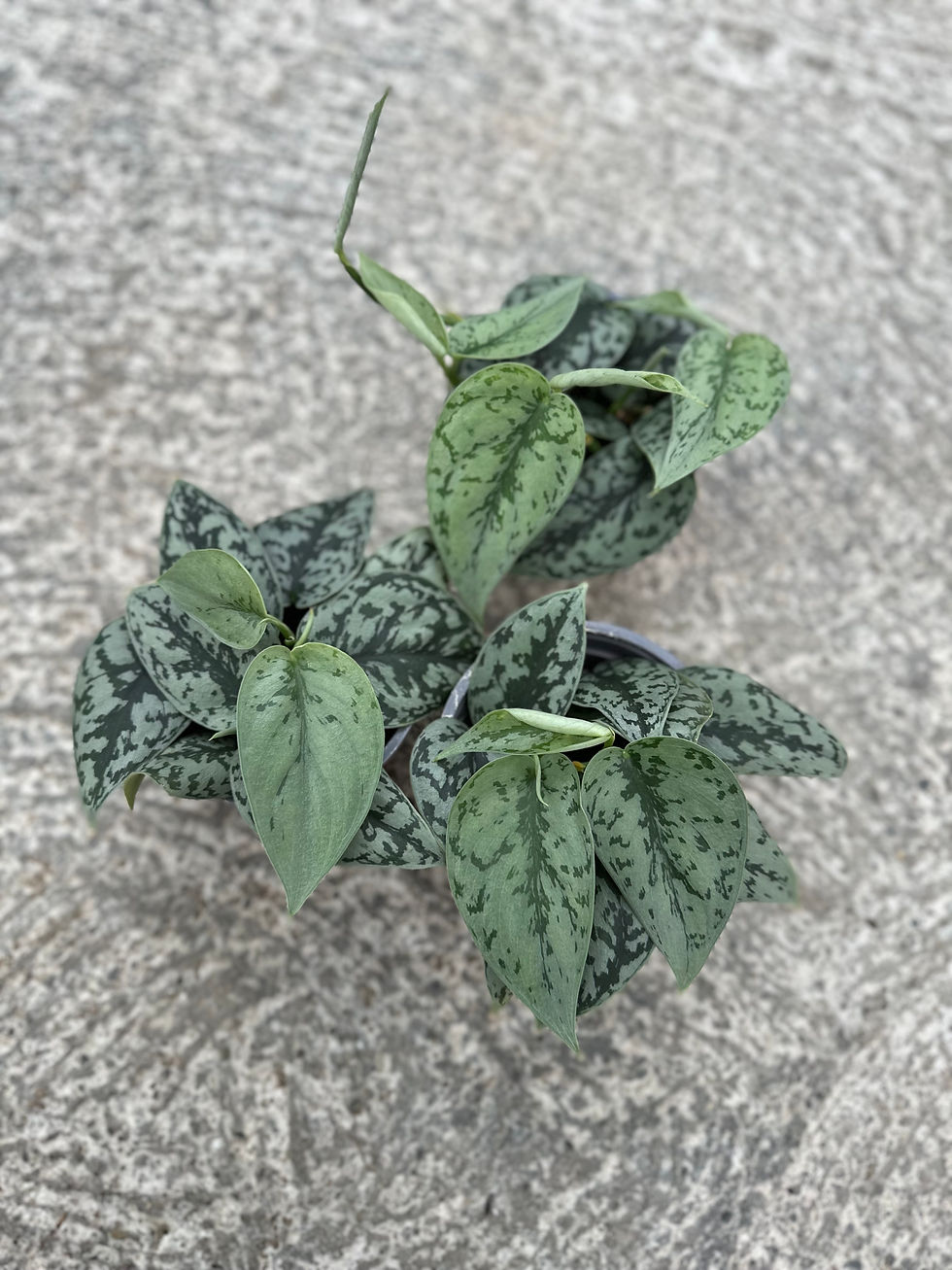 Miniaturbild: Scindapsus Pictus Silvery Ann