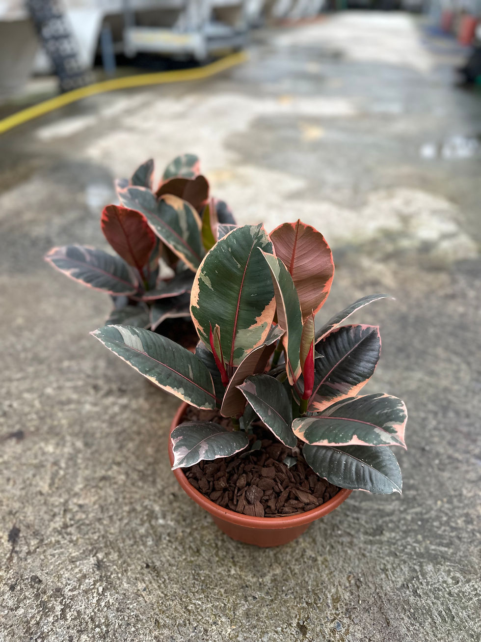 Miniaturbild: Ficus Belize