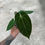 Miniaturbild: Anthurium (Dressleri RG x Carla) x BEVP x "Savannha" (GreigexdocblockF2)