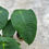 Miniaturbild: Anthurium Peltigerum