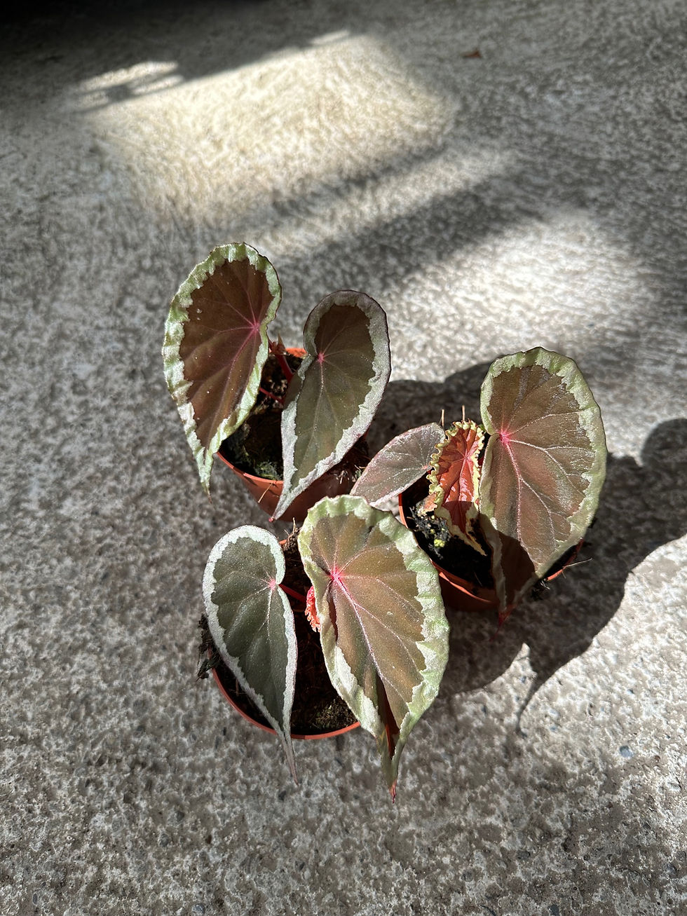 Begonia Baramensis