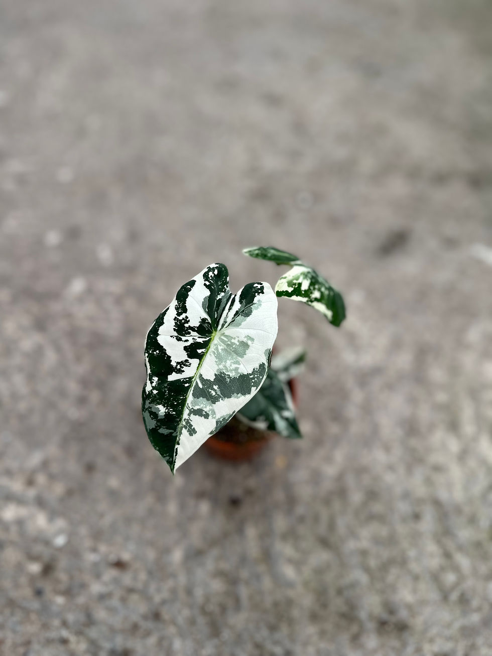 Alocasia Frydek variegata