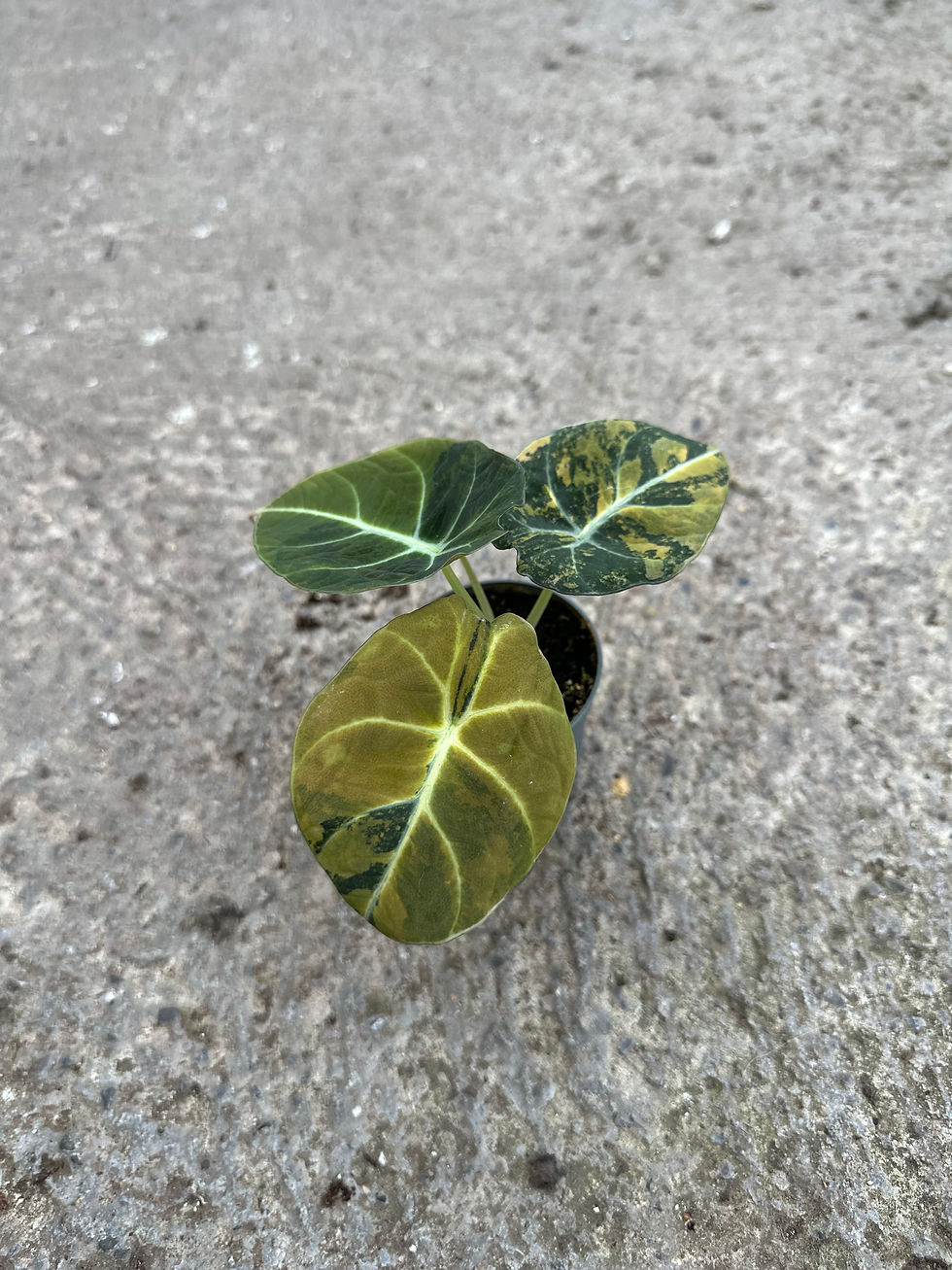 Alocasia Black Velvet Gold