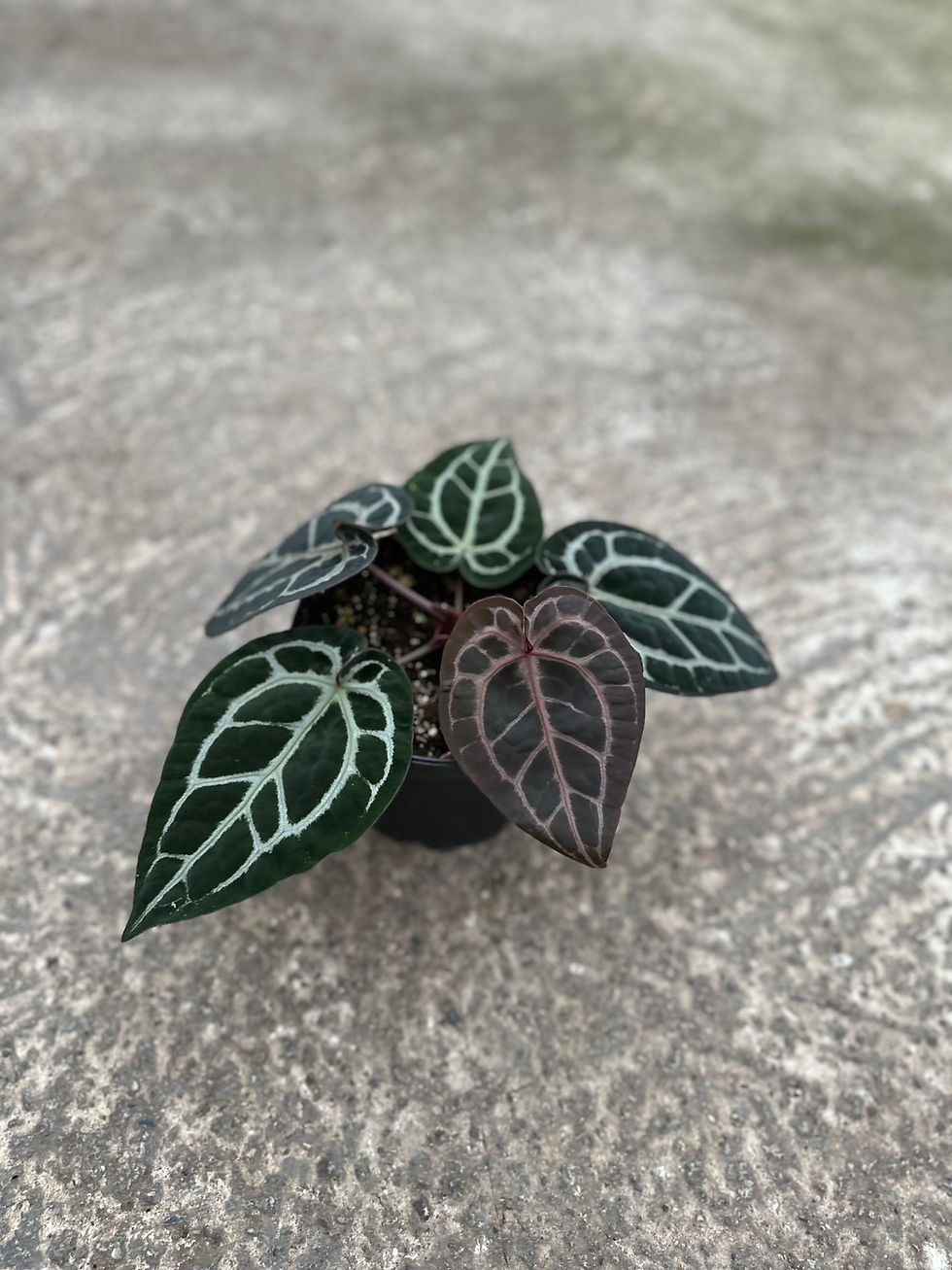 Doc Block zaraxmichelle