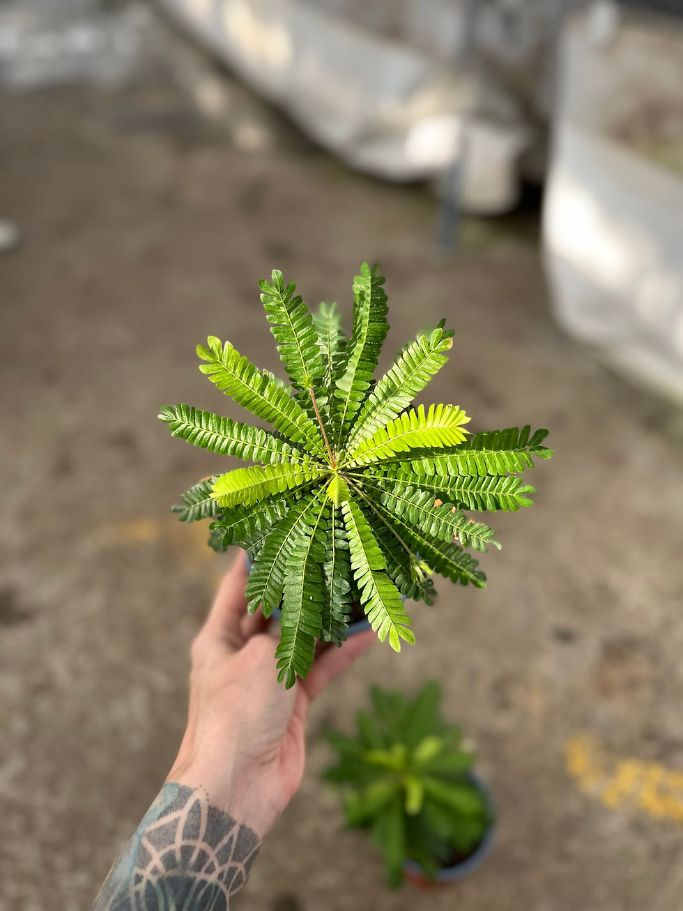 Biophytum Sensitivum