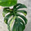 Miniaturbild: Monstera Aurea