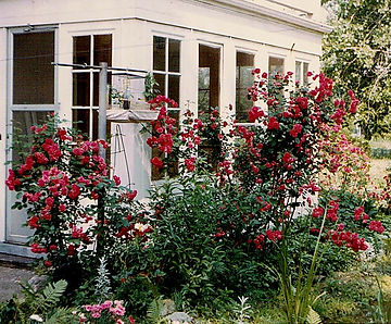 Maree -The Artist Garden.jpg