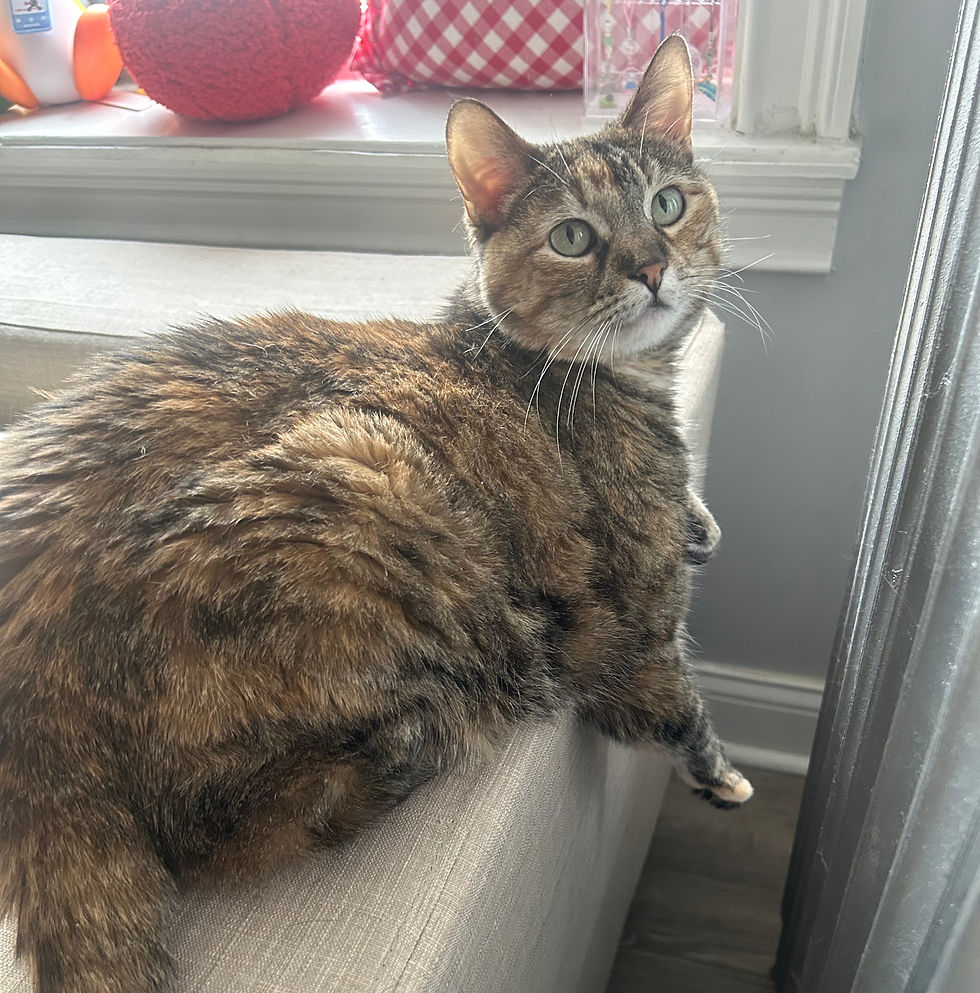 This is Minky