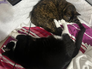 Recent Loss of a Friend Over 2 Cats