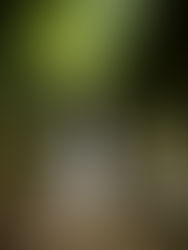 Hochzeitsfotografin Schloss Kröchlendorff, Hochzeitsfotos Schloss Kröchlendorff, Brautpaarportraits