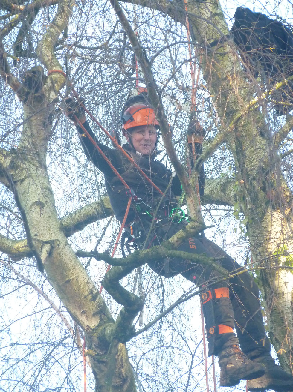 Sam start pruning process on silver birch in cheadle