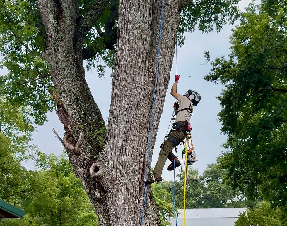 mighty oaks tree care owner ascending large tree