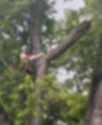 Tree climber working in a mature tree in Springfield, Missouri.