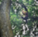 Owner of Mighty Oaks Tree Care swinging from tree in Midwest climbing competition in Springfield, Missouri