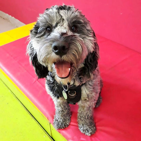 Dog day care south london, peckham, brixton, camberwell, stockwell, dulwich, dog day care near me