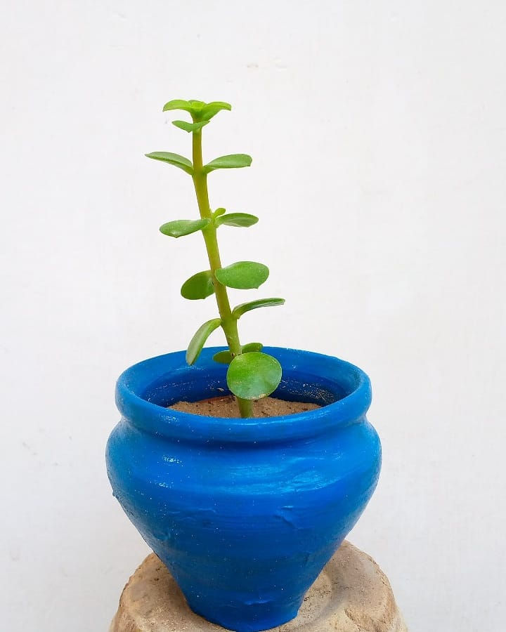 Thumbnail: mini jade plant blue pot