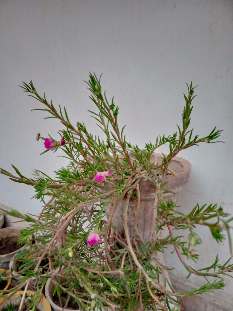 Thumbnail: Portulaca