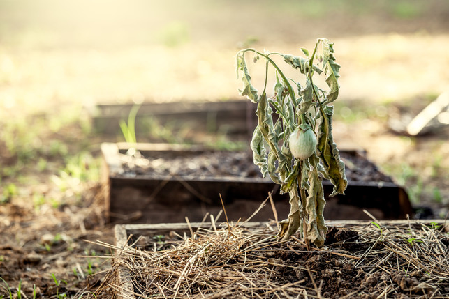 Are You Making These Garden Mistakes?