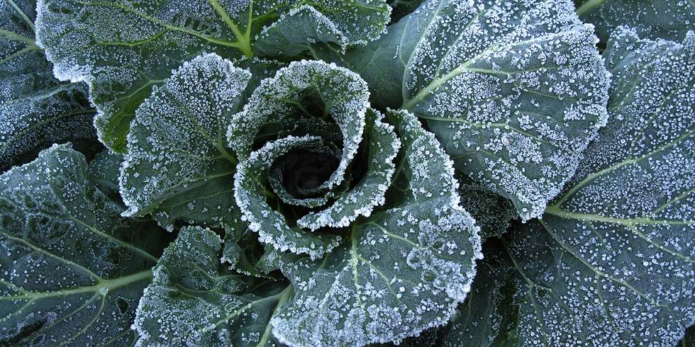 Special Labor Day Hours 11:30-3:00 Seed & Plants
