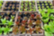 kale,lettuce, mustard.jpeg