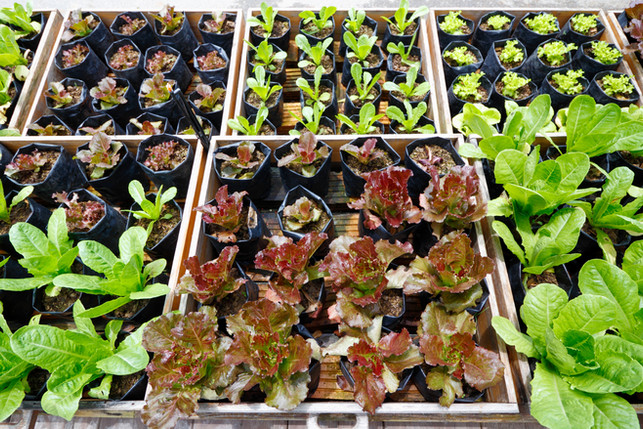 What to Plant in October?