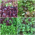 Lettuce Celebrate Lettuce Friday & Saturday