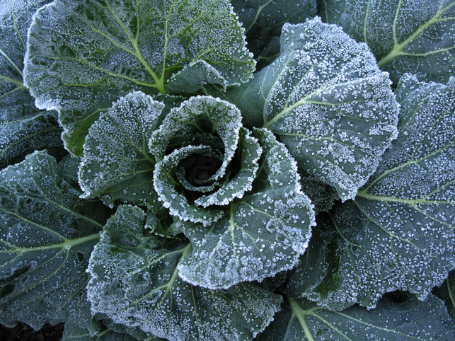 If I Plant in Winter, Won't My Crops Freeze?