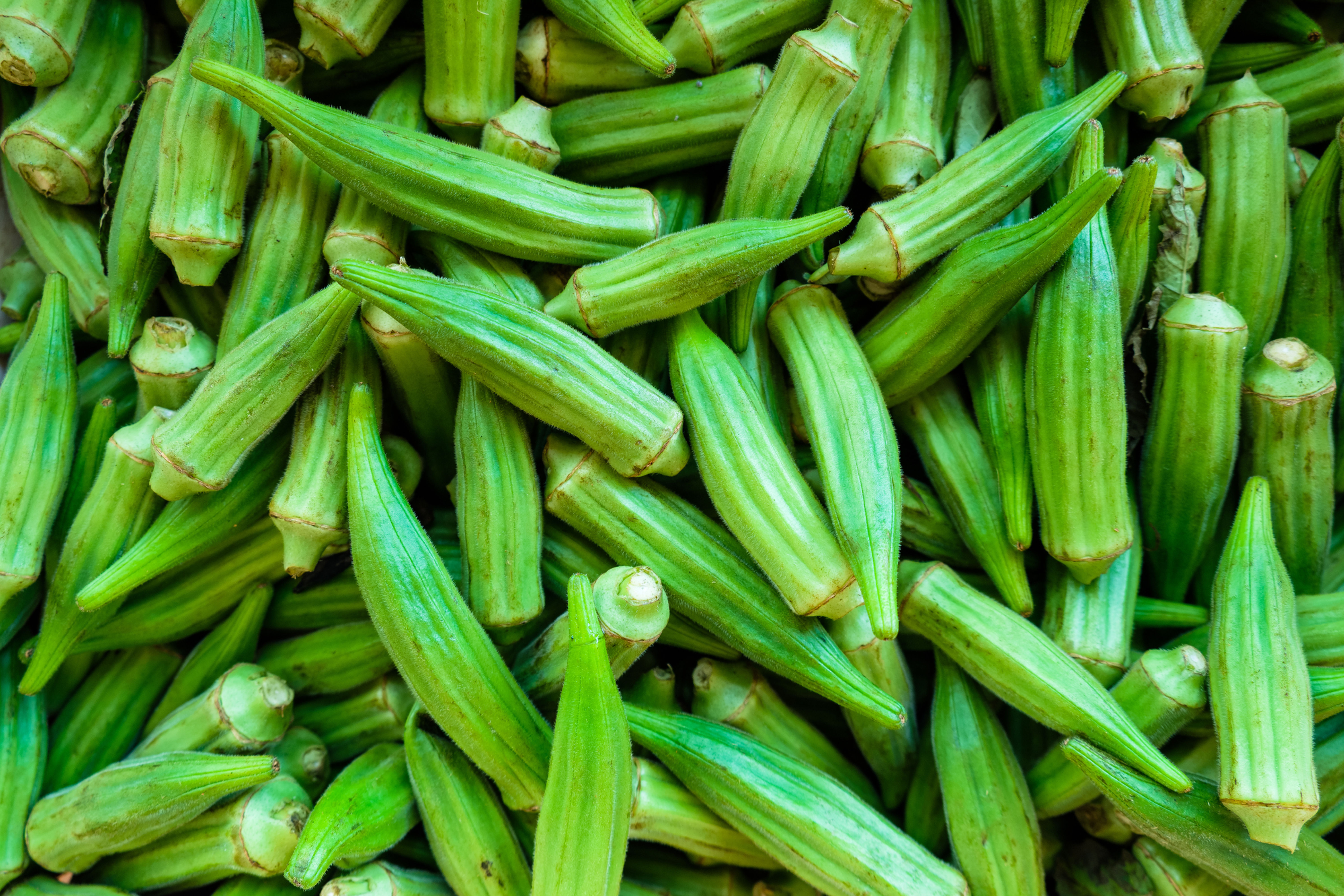 Clemson Spineless Okra 2 oz approx  400 seeds