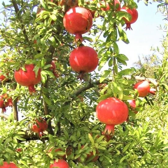Come Out and Enjoy the Farm & Garden