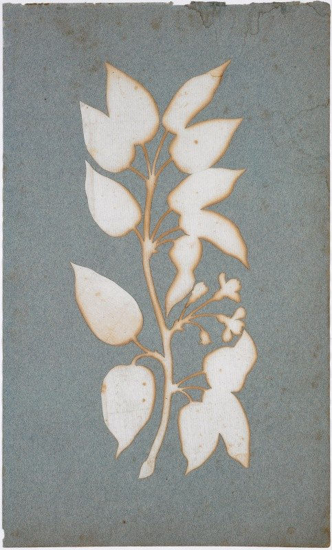Blossom Branch / Philipp Otto Runge