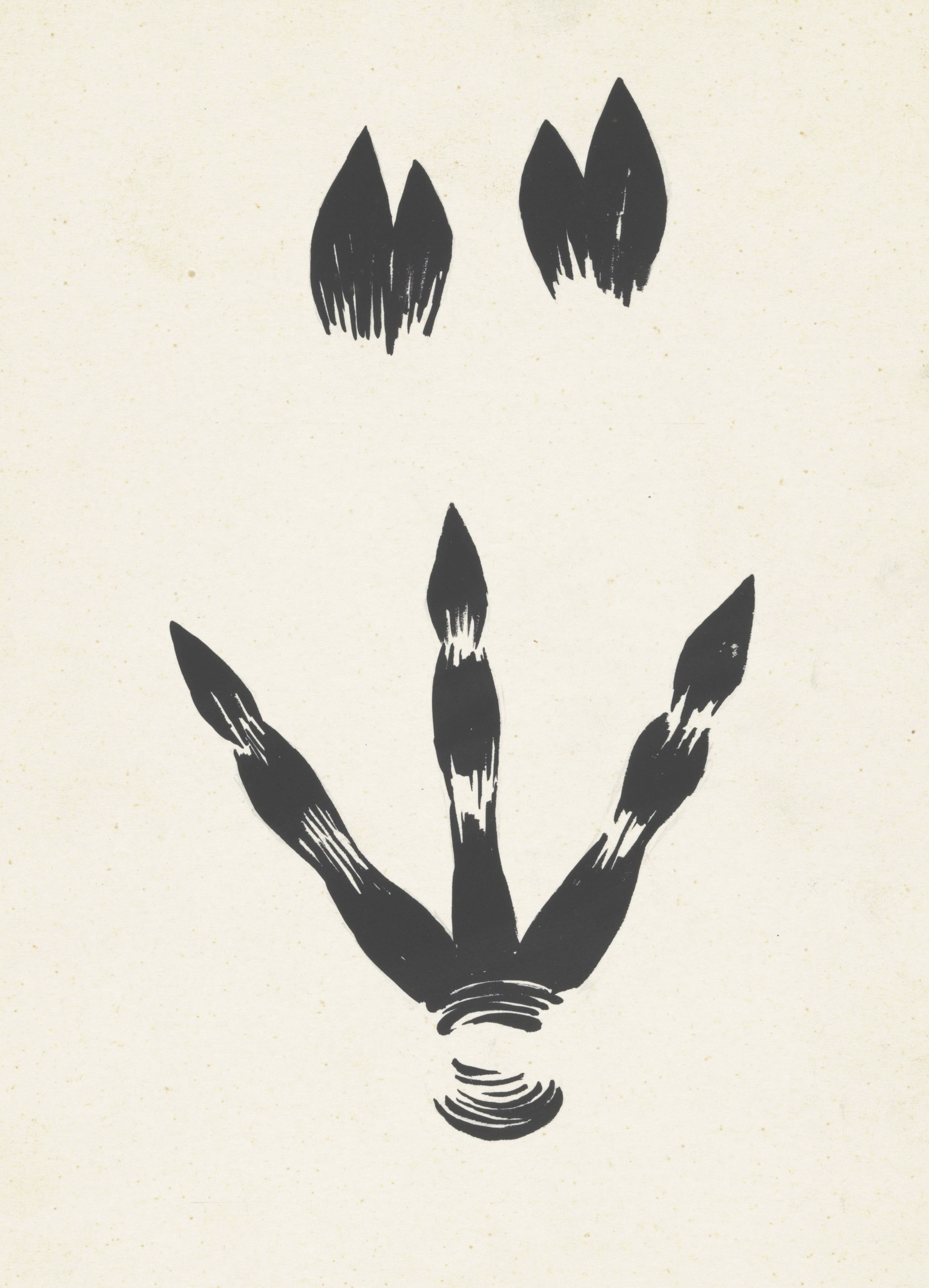 Sporen van een varken en kasuaris