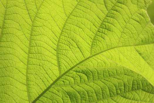 leaf